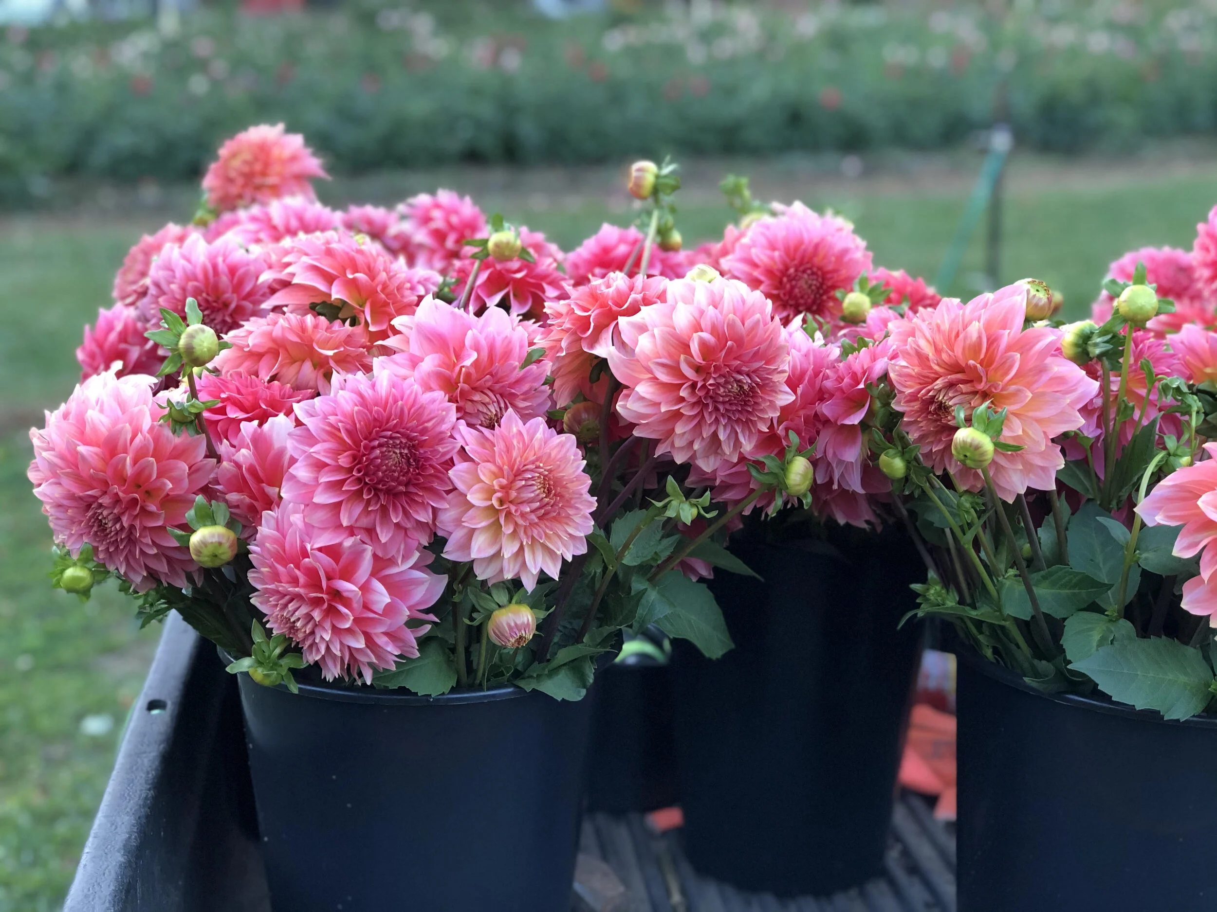 ピュアフローラ Kenora Lisa — FIVEFORK FARMS